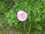 Розовый махровый шиповник