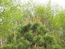 Зелёное марево мая