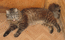 Мишка нежится: в коридоре солнце